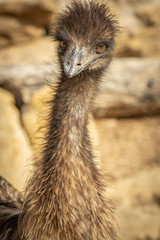 Emu