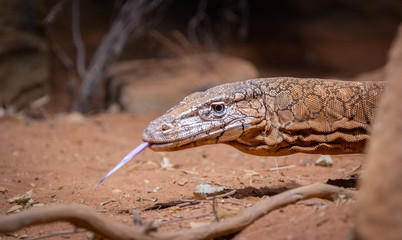Lizard crawling in the dirt