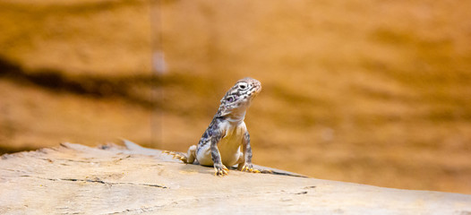 Small lizard on a rock