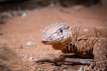 Lizard crawling in the dirt