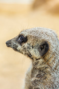Mearcat looking