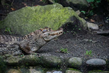 Alligator under the water beside rocks and plants showing his eyes
