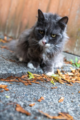 Naklejka na ściany i meble Grumpy Cat Sitting on the Ground