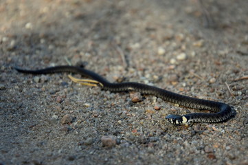a young grass snake on the sand