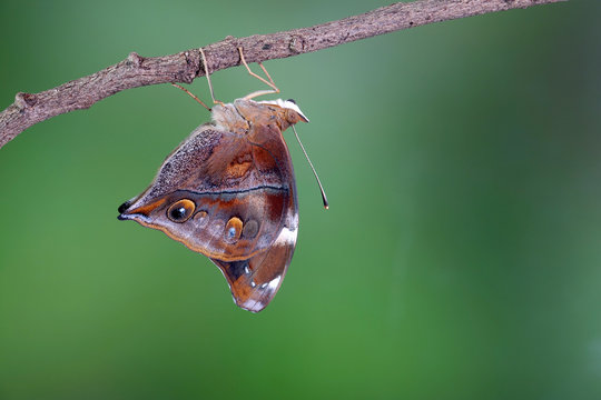 Autumn Leaf Butterfly (Doleschallia bisaltide), it is also known as the leafwing butterfly. Selective focus, blurred green forest background with copy space.