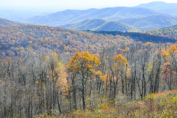 Fototapeta premium Autumn foliage in Shenandoah National Park - Virginia, United States of America
