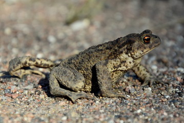 a giant toad on the sand