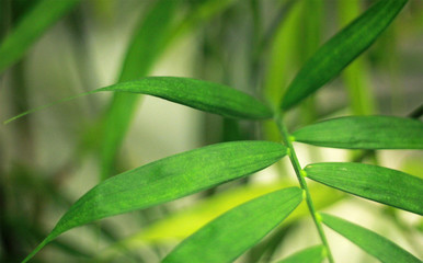 close up of leaf background