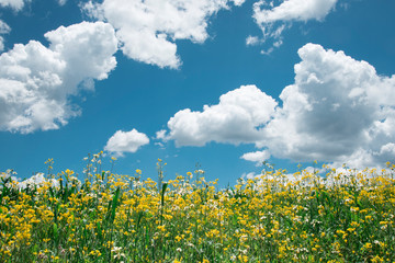 Yellow flowers with a blue clear sky, México