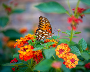 Obraz premium Gulf Fritillary Butterfly on Lantana in Louisiana Summer Garden