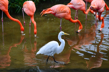 White egret and pink flamingos at beach
