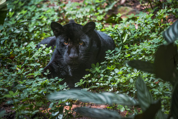 puma, pantera negra, black panther, wild, savage, jungle