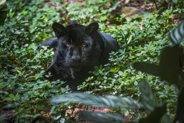 Foto op Plexiglas puma, pantera negra, black panther, wild, savage, jungle © MANUELMARZ