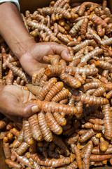 Man´s hands holding some curcuma rhizomes under a harsh sun light