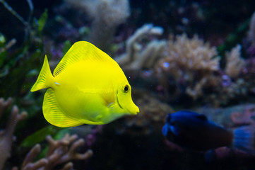 Naklejka na ściany i meble Yellow tang (Zebrasoma flavescens) from the Acanthuridae family that is one of the inhabitants of coral reefs