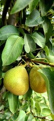 Two Pears in a Tree