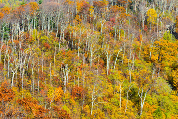 Shenandoah National Park in autumn foliage - Virginia, United States of America	