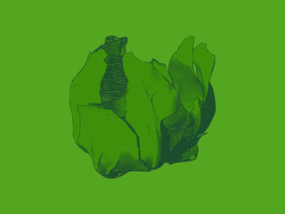 Cabbage drawing illustration isolated on green BG