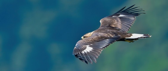 グリーンバックに優雅に飛ぶイヌワシ幼鳥