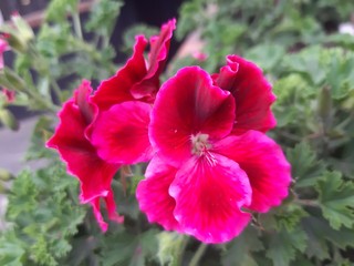 Obraz premium red hibiscus flower