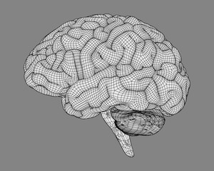3D wireframe brain illustration isolated on gray BG