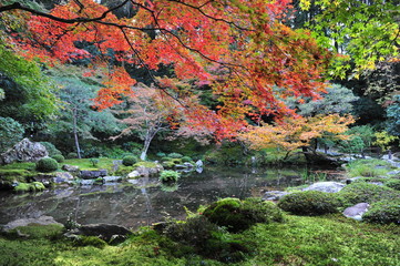Beautiful bunch of red maple leaves over the pool in traditional japan garden. Autumn background.