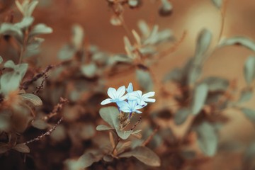 flor