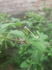 grasshopper on a flower