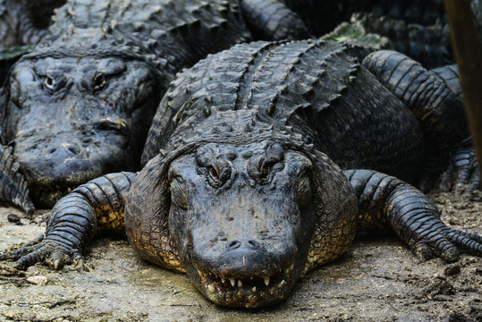 The alligator couple close up at a riverside - Florida, United States of America