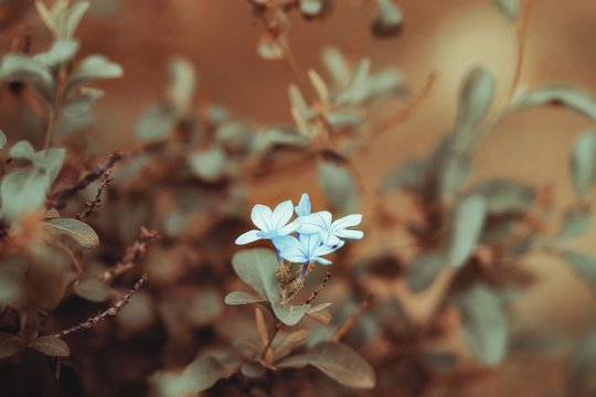 flor