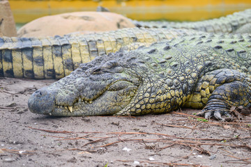 Nile alligator close up - Florida, United States of America