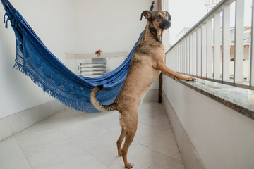 Brazilian elderly woman sitting in a hammock at home with her dog
