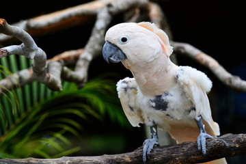 Cute white parrot
