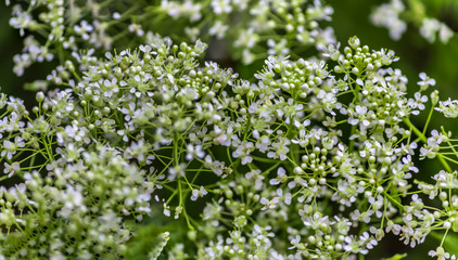 cow parsley,wild chervil,wild beaked parsley, ,keck, orAnthriscus sylvestris (binomial name)