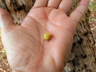 a pitanga seed on the hand
