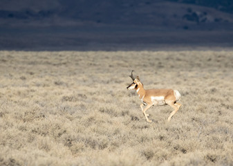 pronghorn antelope in the sagebrush