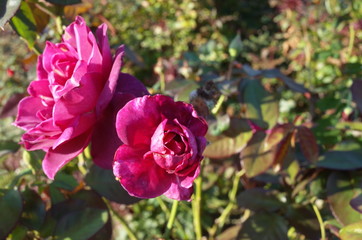 Light Purple Flower of Rose 'Intrigue' in Full Bloom
