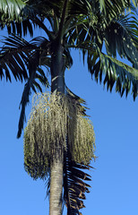Jussara palm with fruits, isolated on blue sky