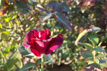 Light Purple Flower of Rose 'Intrigue' in Full Bloom
