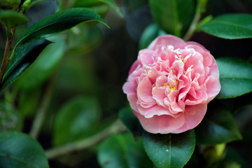 Pink flower of the genus Camellia, on dark green background
