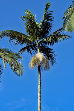 Jussara palm with fruits, isolated on blue sky