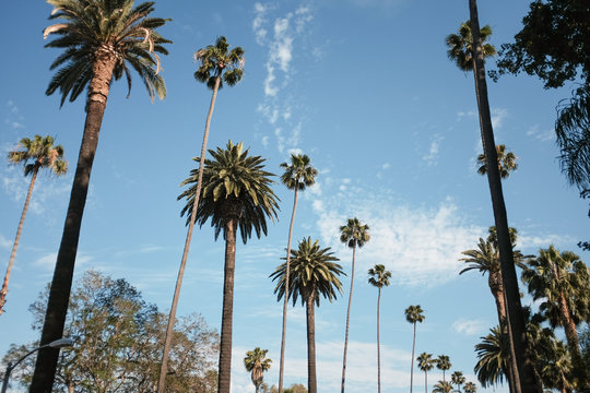 Palm Trees of Los Angeles, CA