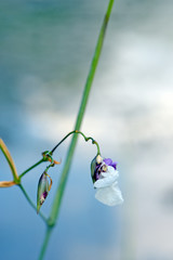 Arrowroot aquatic flower, Thalia geniculata, on bluish background - obrazy, fototapety, plakaty