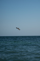 Fototapeta na wymiar bear flying to the Caribbean sea for fishing his food 