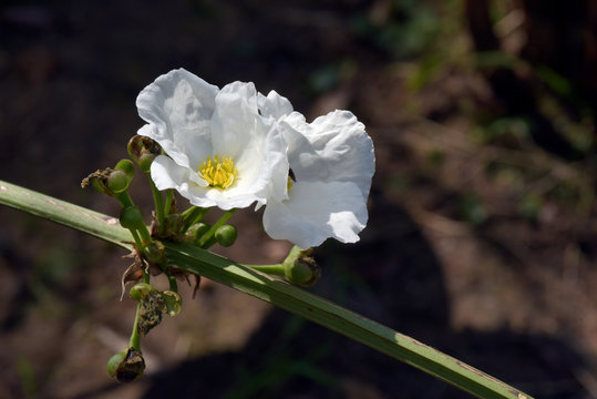 White aquatic flower of the genus Echinodorus