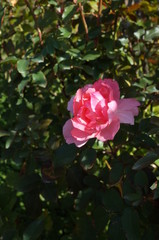 Light Pink Flower of Rose 'Jardins de France' in Full Bloom
