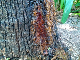 sap on the tree trunk