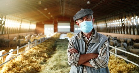 Fototapeta premium Portrait of old Caucasian gray-haired man in medical mask standing in stable with sheep and looking at camera. Senior worker, male farmer at sheep farm. Barn with cattles during coronavirus pandemic.