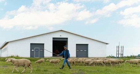 Caucasian handsome male shepherd grazing herd of sheep at pasture near stable. Outdoor. Man farmer,...