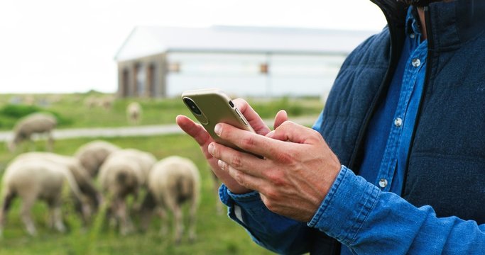 Close up of male Caucasian hands holding and texing message on smartpphone outdoor. Sheep at grazing pasture on background. Man shepherd tapping and scrolling on mobile phone. Cattle farm.